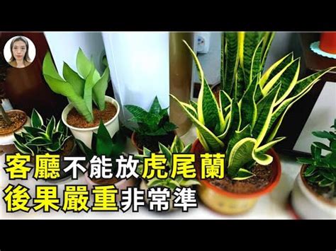 佛手虎尾蘭風水|如何按照風水來擺設虎尾蘭？（特徵、方位、共同擺設的植物）